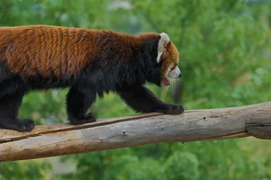 A red panda walking across a fallen log in a green, grassy natural habitat.