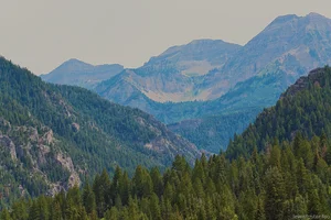 A distant mountain range rises above a forested valley filled with evergreen trees on a clear day.